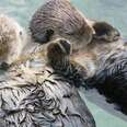 Sea Otters Hold Hands While They're Sleeping