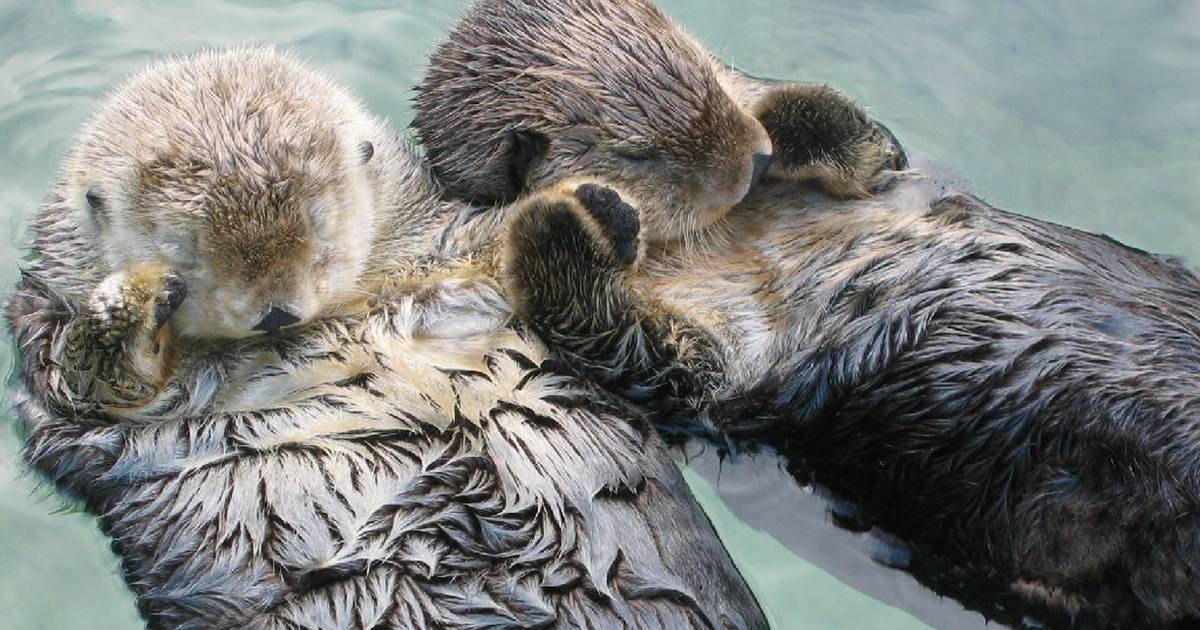 Otter also helps Paddington to fall asleep when he's overtired and bit