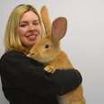 Giant Rabbit Is Looking For A Home — With Room To Grow