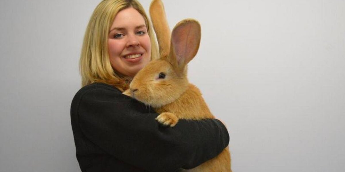 Giant Rabbit Is Looking For A Home — With Room To Grow - The Dodo