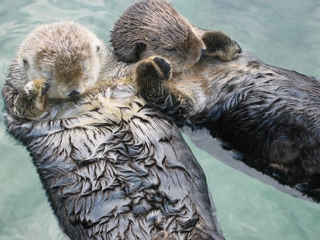 Sea Otters Hold Hands While Theyre Sleeping The Dodo Sea Otters Hold Hands While Theyre Sleeping The Dodo