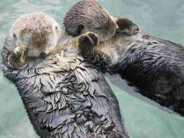 Sea Otters Hold Hands While Theyre Sleeping The Dodo