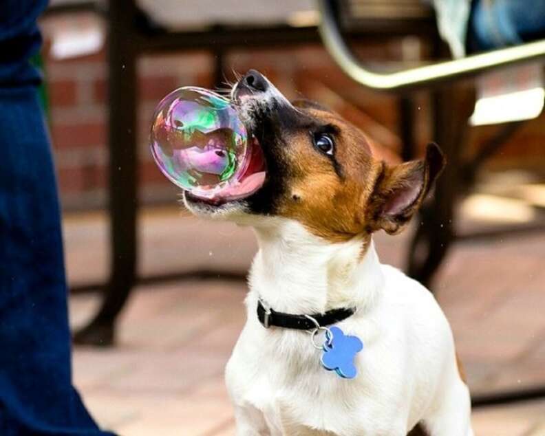 Funny Pictures of Dogs Taken at the Perfect Time