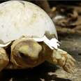 Baby Tortoise Is So Little He's Still Wearing His Egg