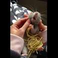 Chubby Rat Buried In Spaghetti Is Living The Dream