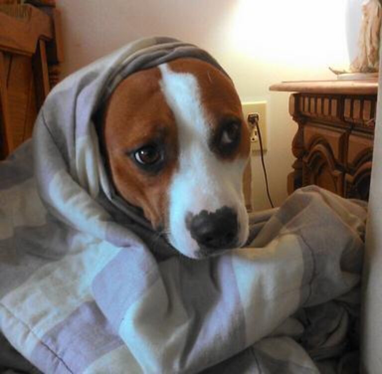 27 Dogs Who Really, Really Don't Like Thunder The Dodo