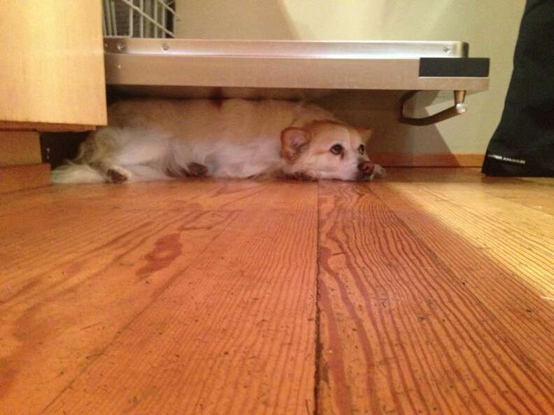 27 Dogs Who Really Don T Like, Dogs And Hardwood Floors Reddit