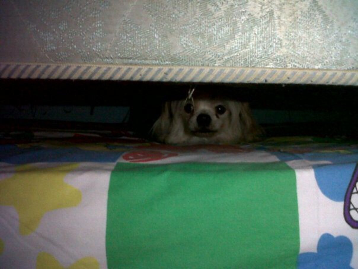 27 Dogs Who Really, Really Don't Like Thunder The Dodo