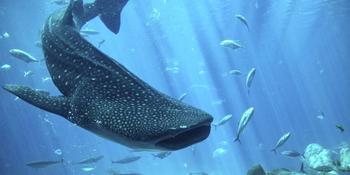 China Denies Whale Shark Killings -- Despite Lots Of Evidence - The Dodo