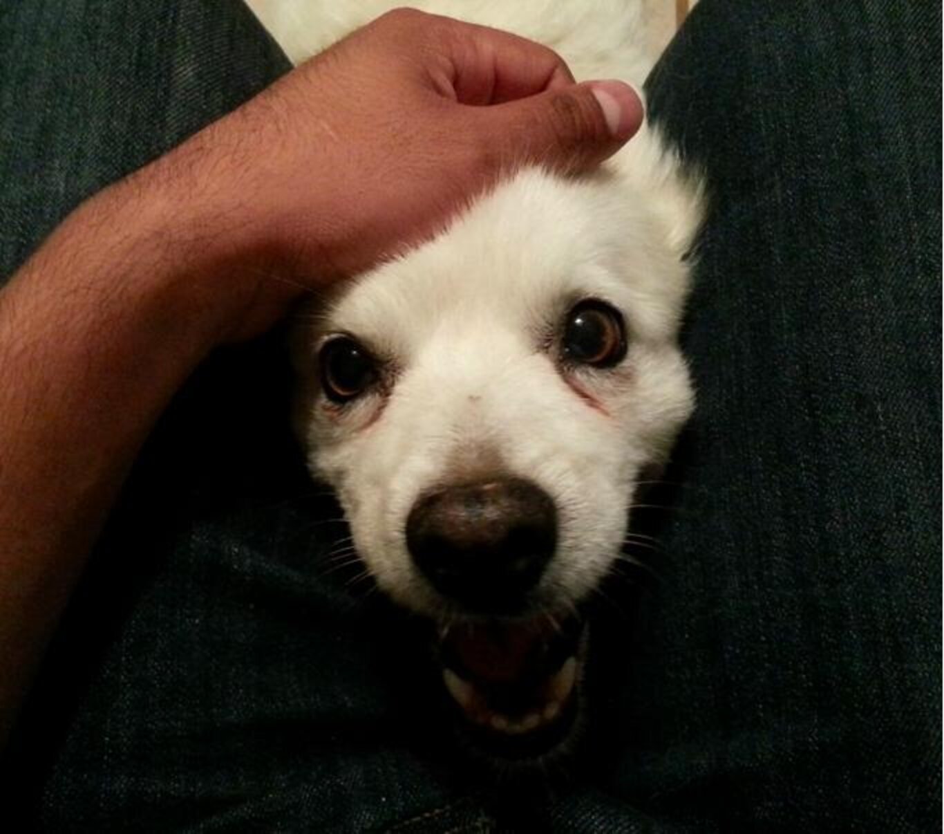 27 Dogs Who Really, Really Don't Like Thunder The Dodo