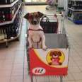 Grocery Store Makes Special Carts So Dogs Can Shop Too