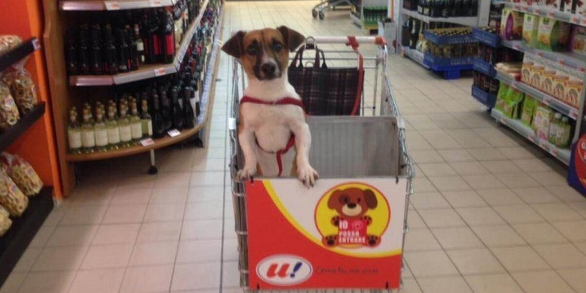 Dog in shopping cart best sale