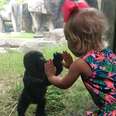 Photo Of Baby Gorilla And Little Girl Is Going Viral For All The Wrong Reasons