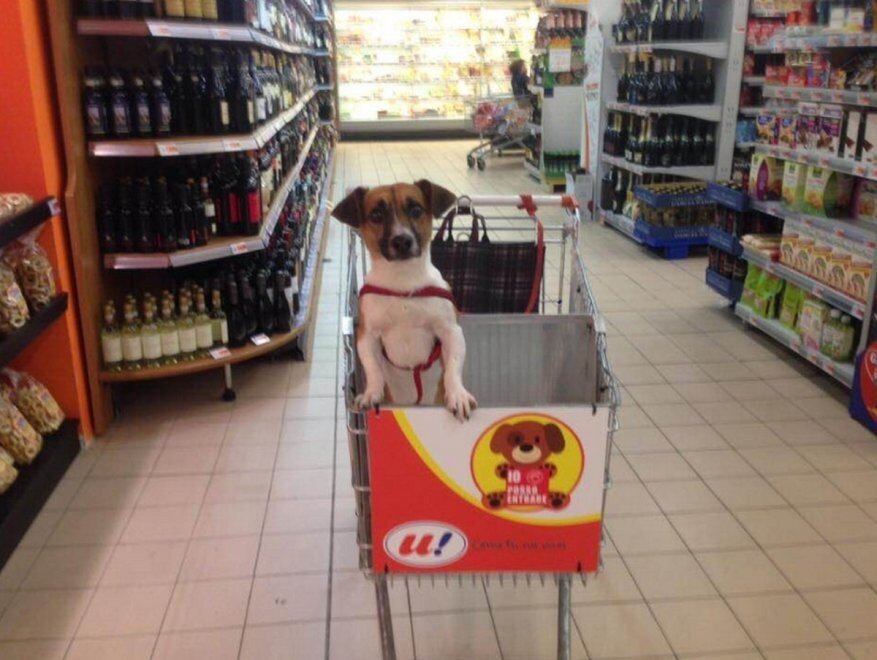 dogs in grocery carts