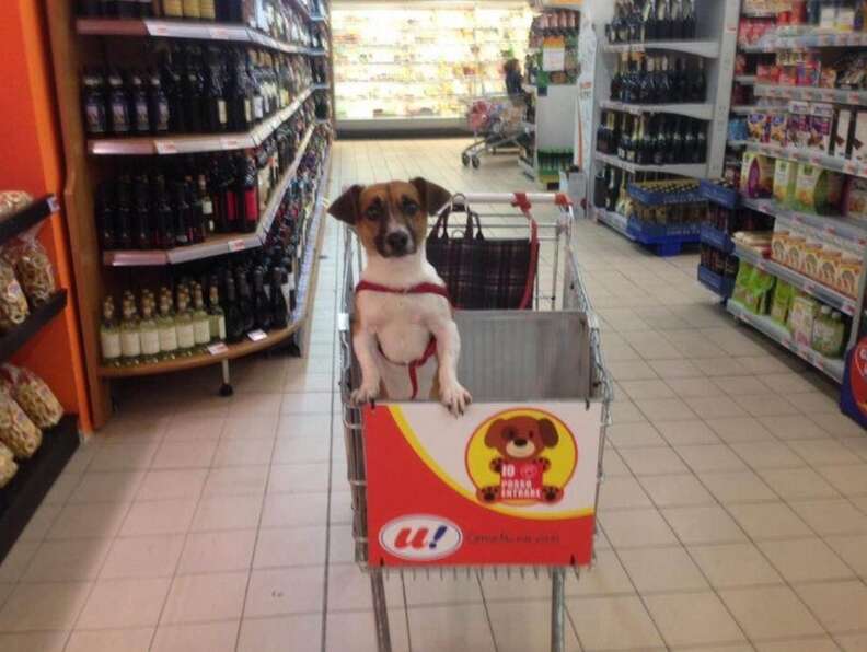 Можно ходить с собаками в магазин. Собака с тележкой в магазине. Собака в тележке супермаркета. Собака в зоомагазине. Тележка для собак.