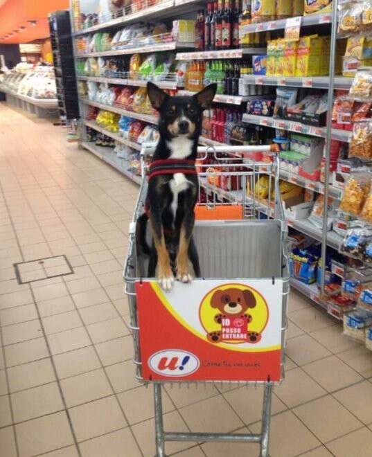 can you take a dog inside a grocery store