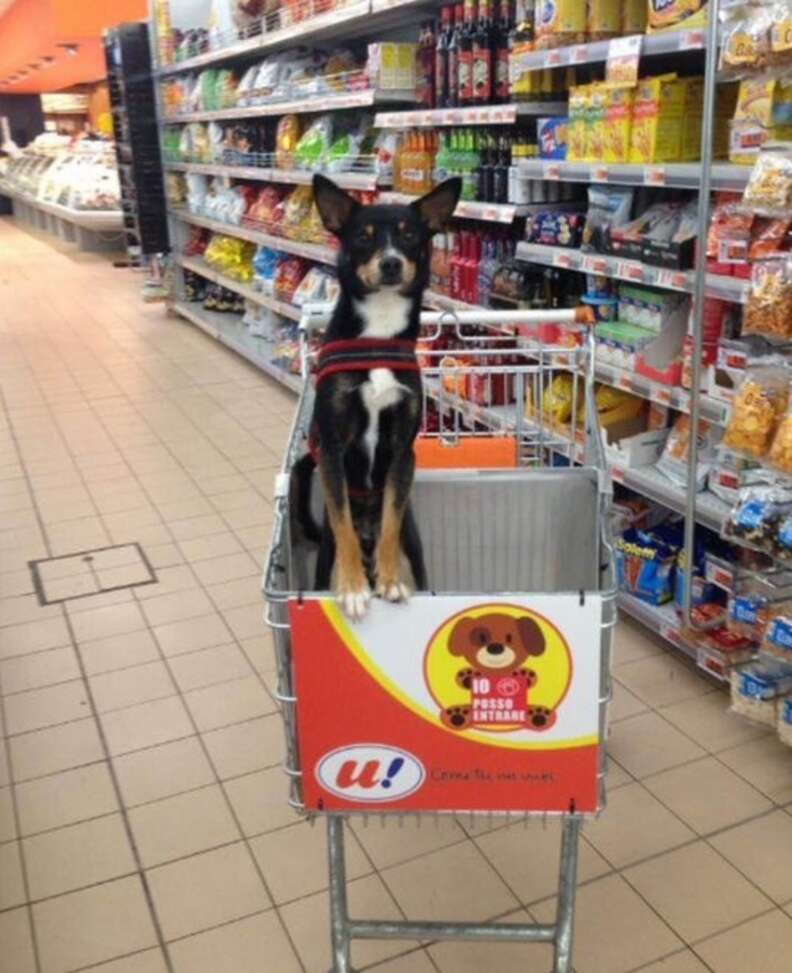 Dog supermarket hotsell near me