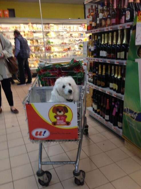 can you take a dog inside a grocery store