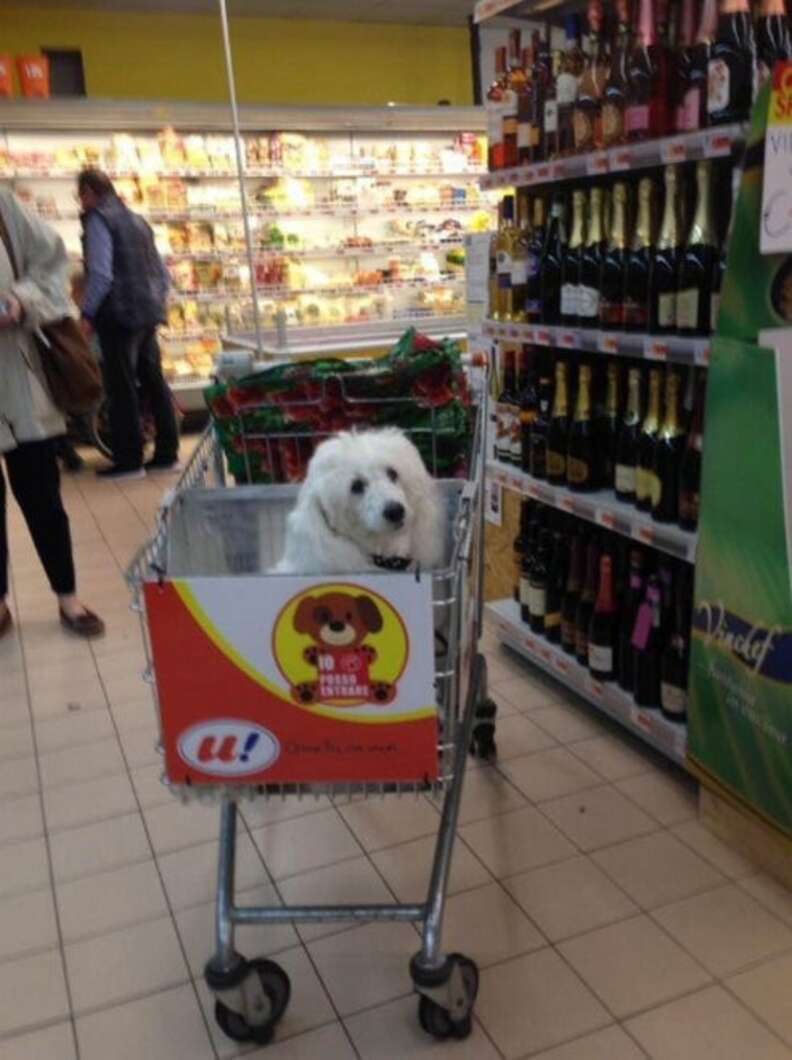 Dogs in shopping clearance carts