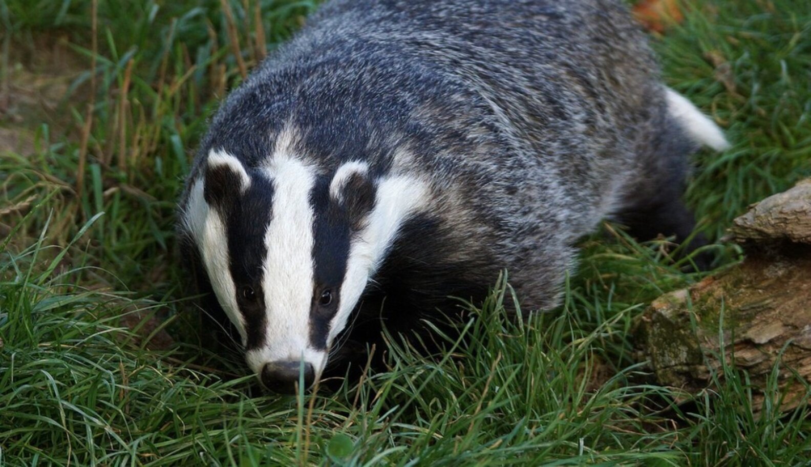 Badger SPF 40 Baby Mineral Sunscreen Cream