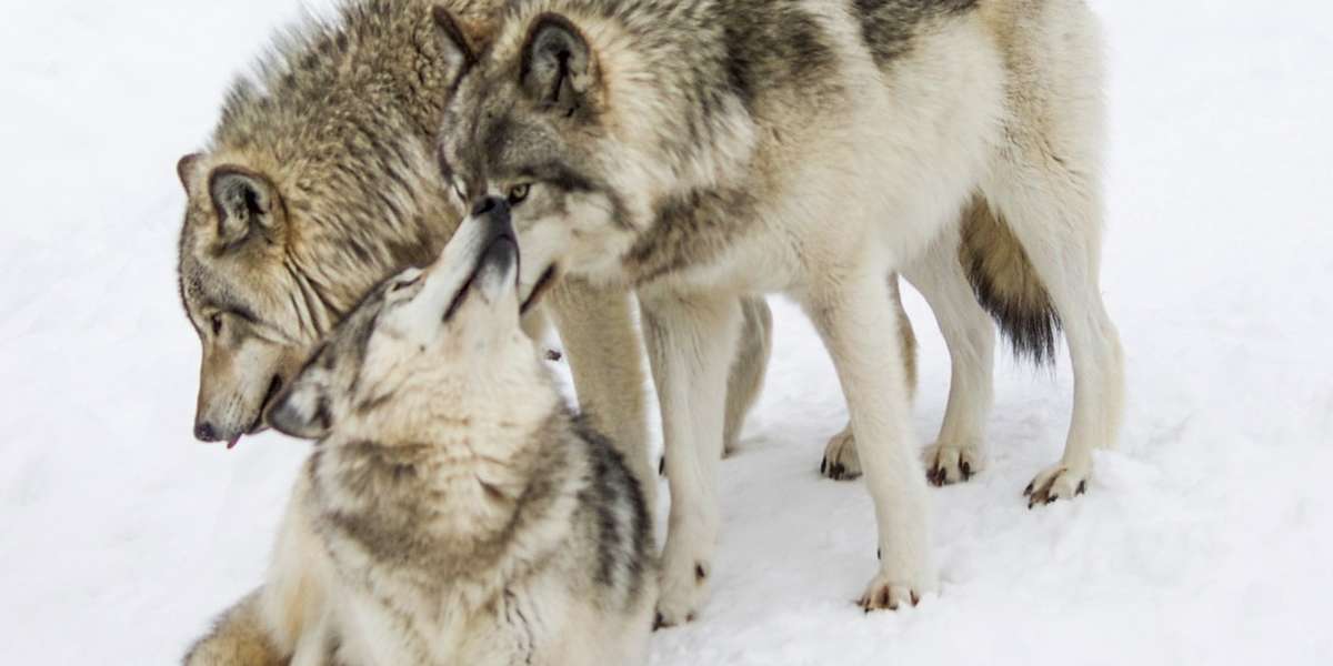 Modern Grey Wolves Story Behind The Shot: Photographing Gray Wolves - The Dodo