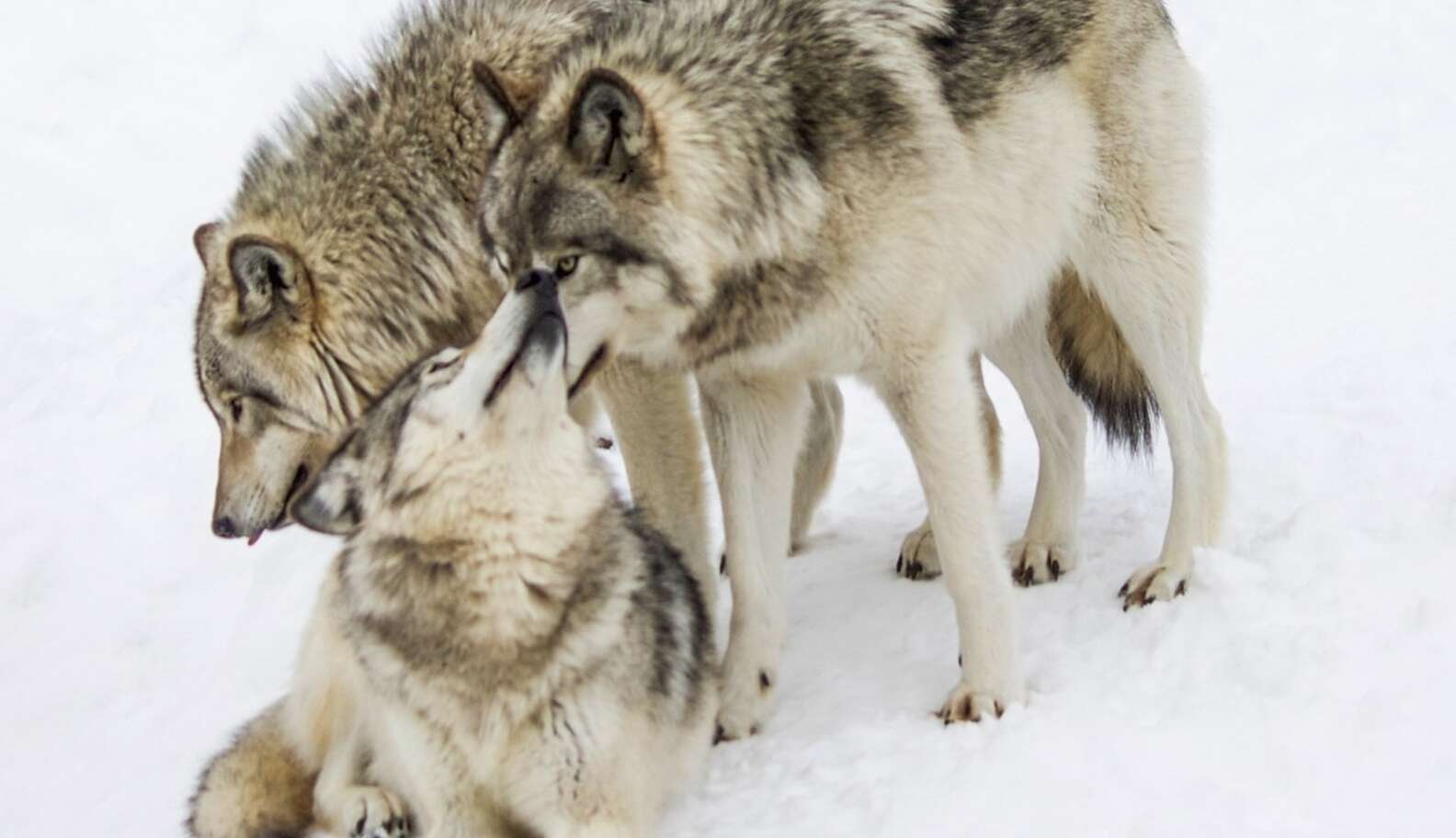 Story Behind The Shot: Photographing Gray Wolves - The Dodo