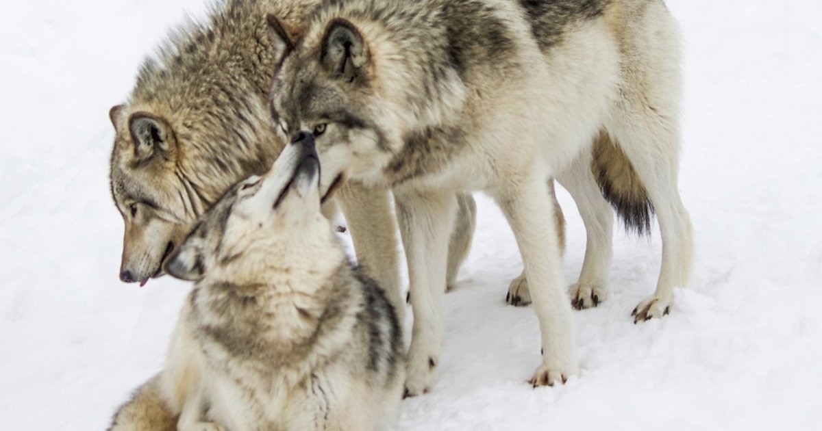 Story Behind The Shot: Photographing Gray Wolves - The Dodo