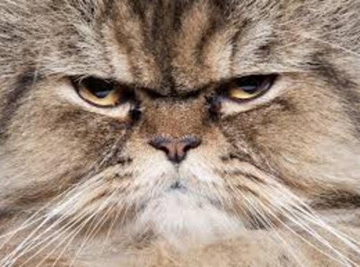 Grumpy cats everywhere say... - The Dodo