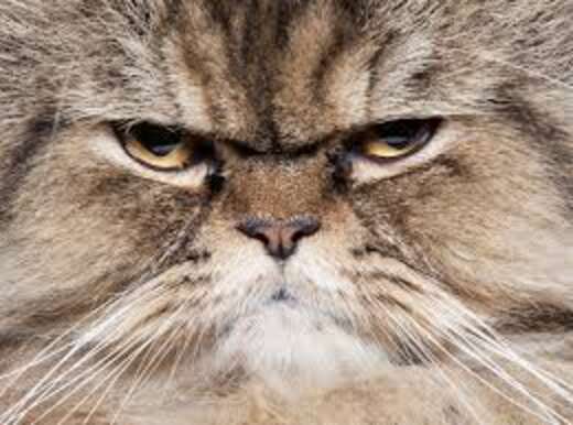 Grumpy Dodo Grumpy cats everywhere say... - The Dodo