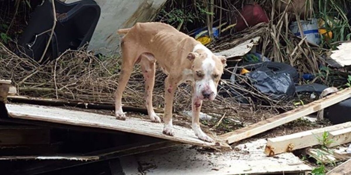 Michael Vick May Have Actually Made Dogfighting MORE Popular - The Dodo