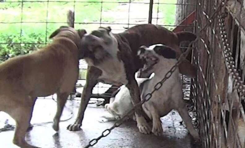 These Were Michael Vick's Fighting Dogs. Where They Are Now is