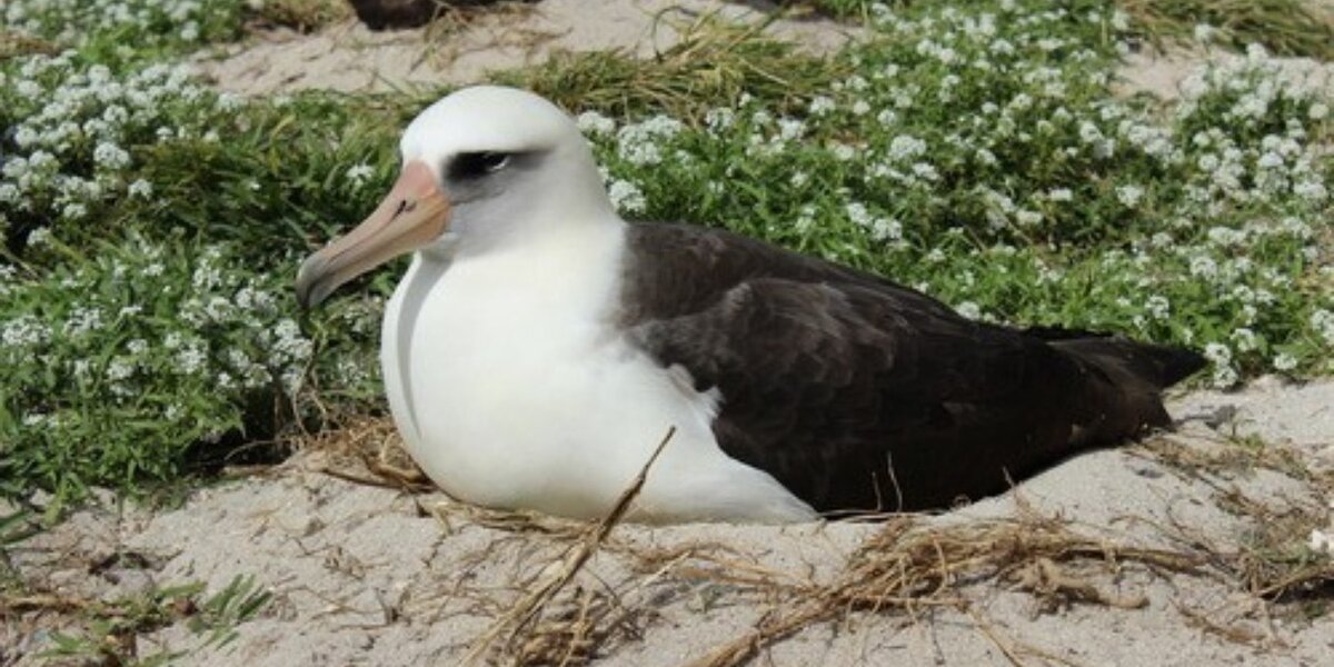 Wisdom, The World's Oldest-Known Bird, Is Rearing Another Chick - The Dodo