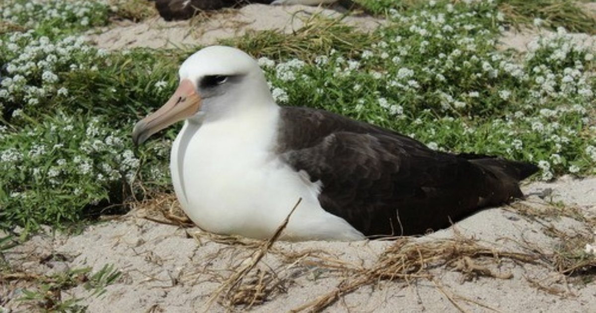 Wisdom, The World's Oldest-Known Bird, Is Rearing Another Chick - The Dodo