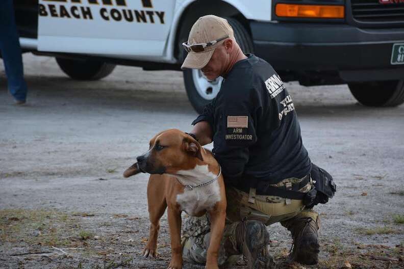 Alleged dogfighting busts are back in Michael Vick country - Animals 24-7