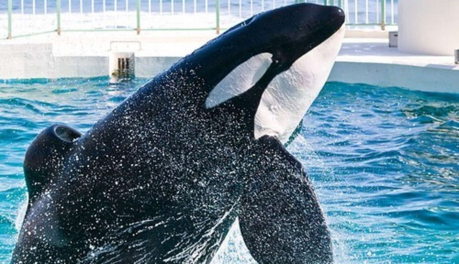 World's Largest Travel Company For Young People Ends Trips To SeaWorld