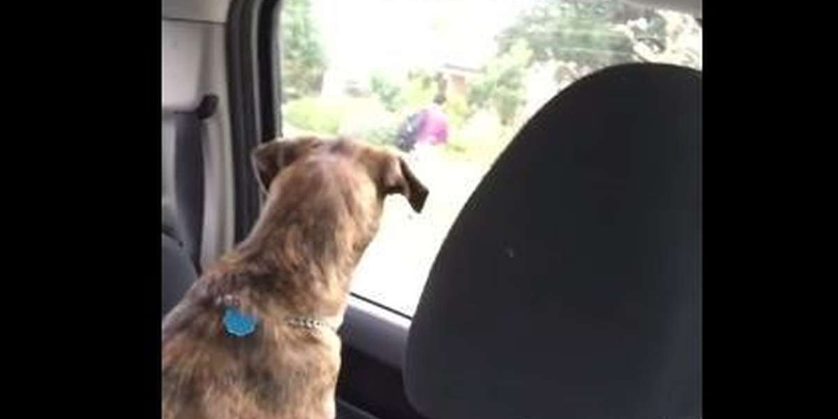Dog Cries Every Time Her Little Boy Leaves For School The Dodo