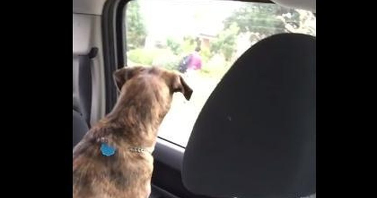 Dog Cries Every Time Her Little Boy Leaves For School The Dodo
