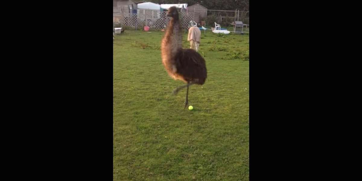 Bouncy Emu Plays Fetch Just Like A Puppy The Dodo