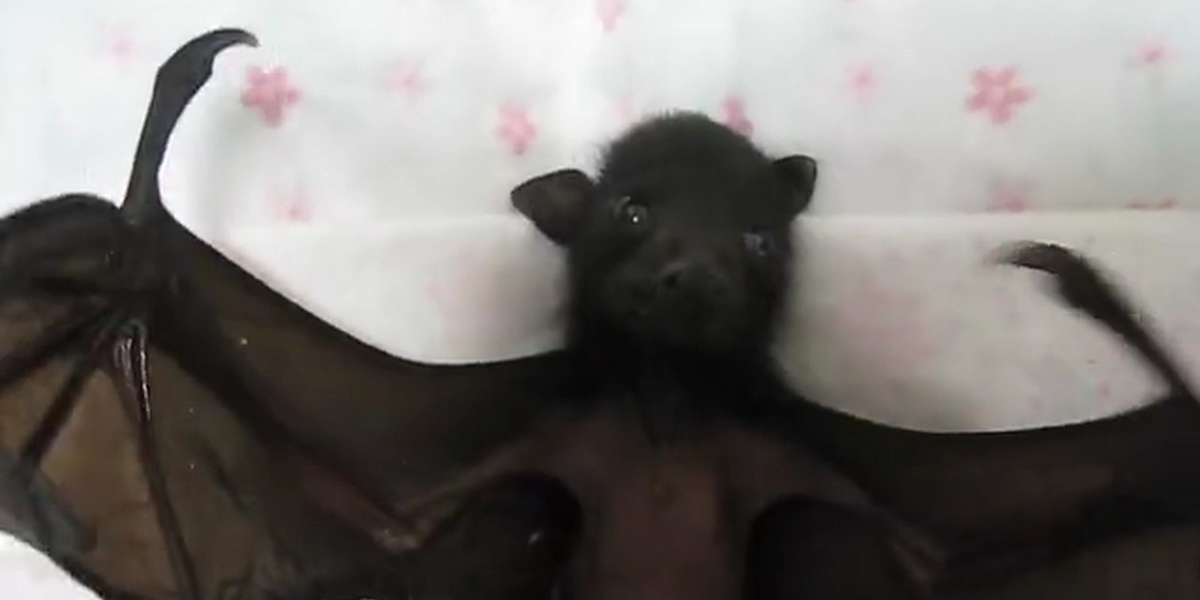 4 Weird Facts About Bats The Dodo