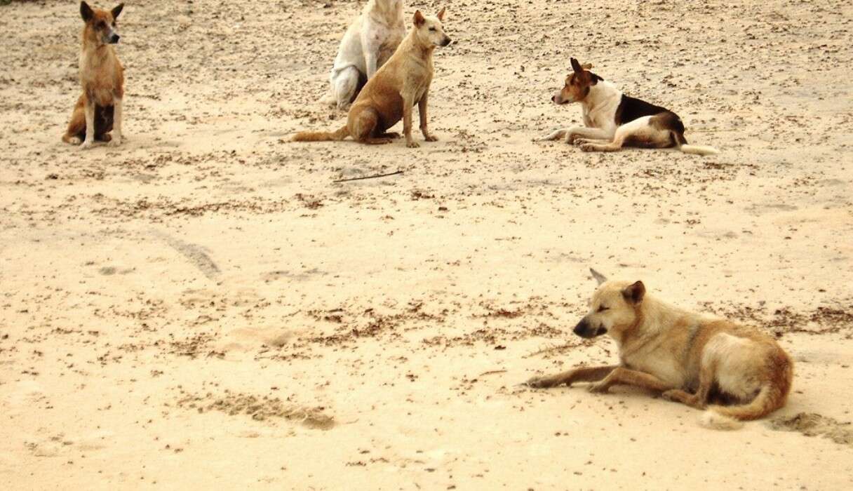 Anti-Rabies Campaign Attempts To Vaccinate India's 30 Million Stray ...