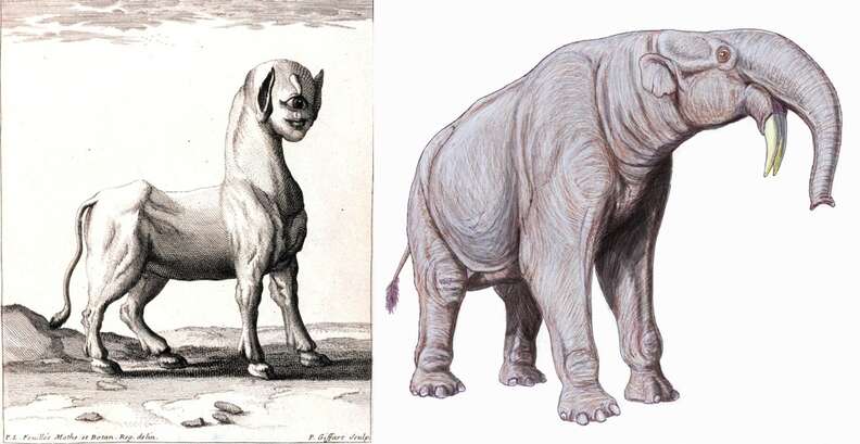 8 Mythical Creatures Who May Have Actually Been Based On Real Animals - The  Dodo