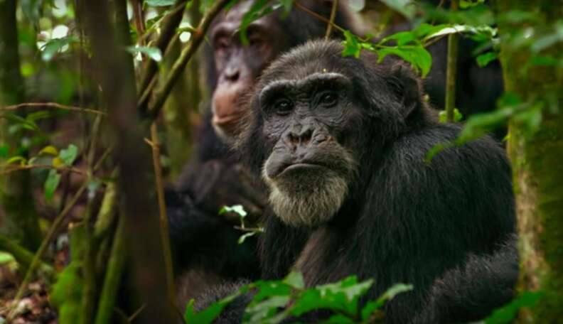 chimpanzee from HBO documentary "Unlocking the Cage"