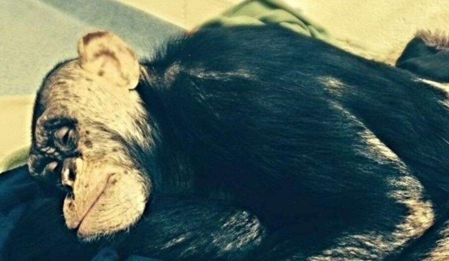 a captive chimp named Leo from nonhuman rights project