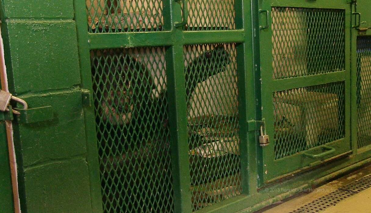 captive chimpanzee named tommy from unlocking the cage