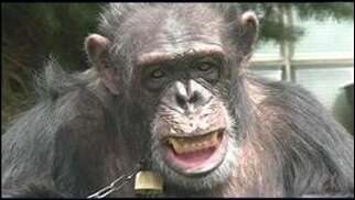 chimpanzee named kiko