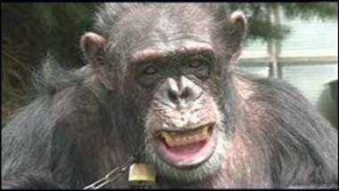 chimpanzee named kiko
