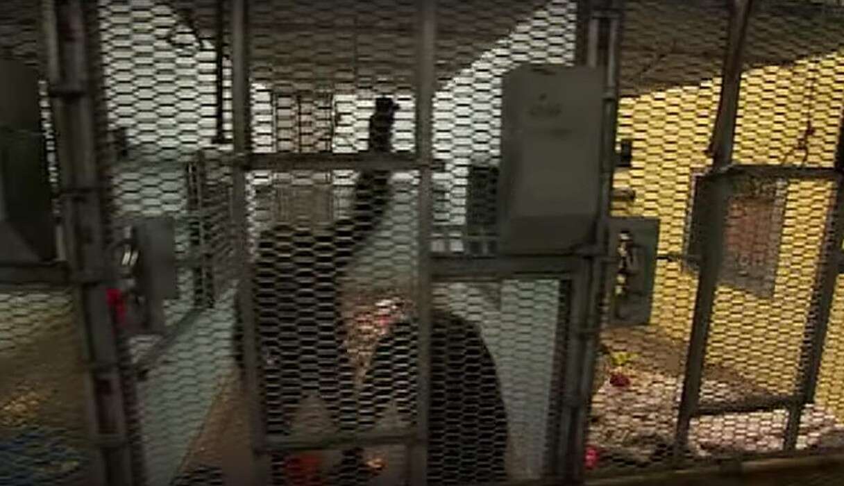 chimpanzees in unlocking the cage