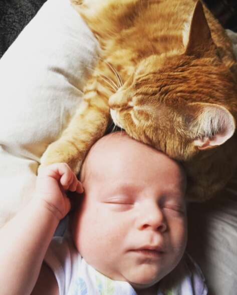 cat protects baby while he has a fever 