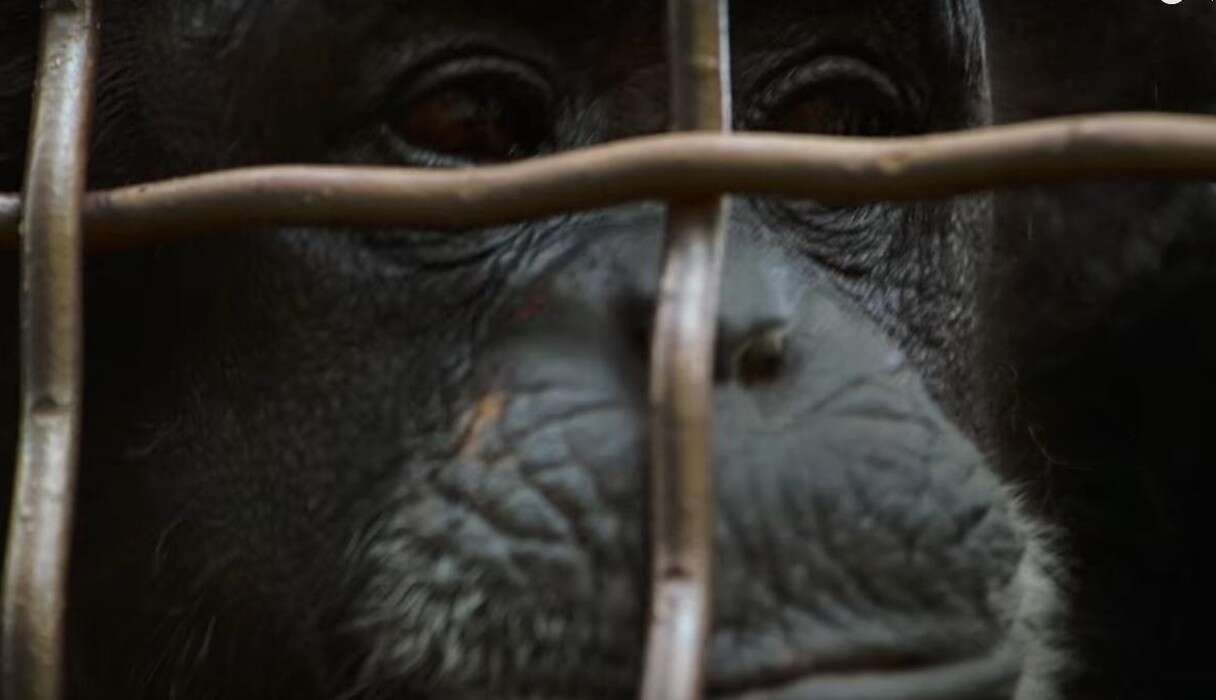 captive chimpanzee in unlocking the cage
