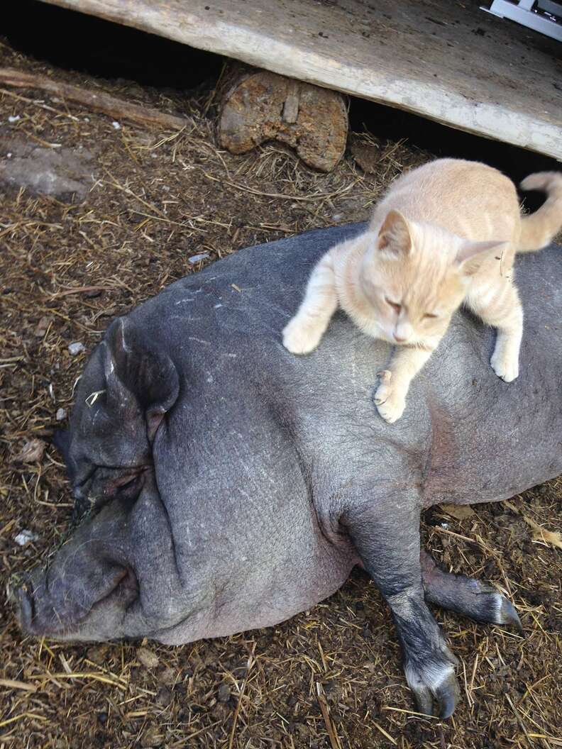 Cat lies on pig